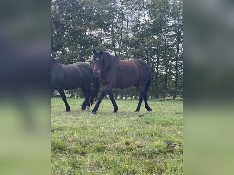 Más caballos centroeuropeos Mestizo Yegua 24 años 163 cm Castaño in Thedinghausen