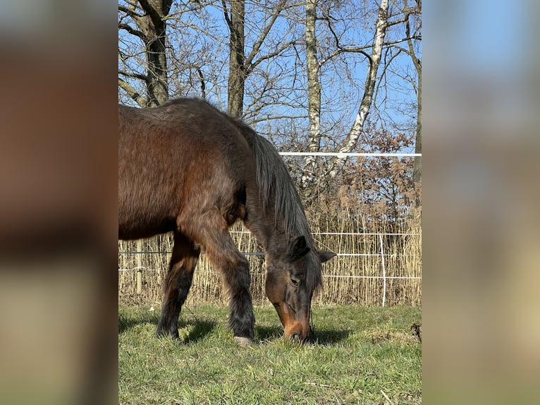 Más caballos centroeuropeos Mestizo Yegua 24 años 163 cm Castaño in Thedinghausen