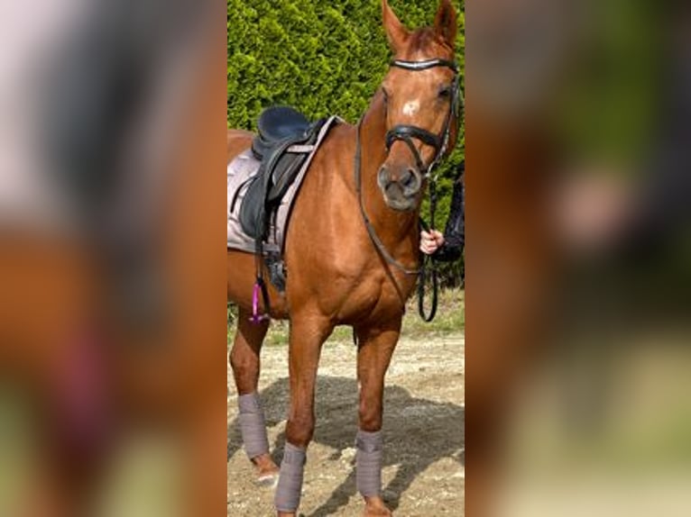 Más caballos centroeuropeos Yegua 25 años Alazán in Großgmain