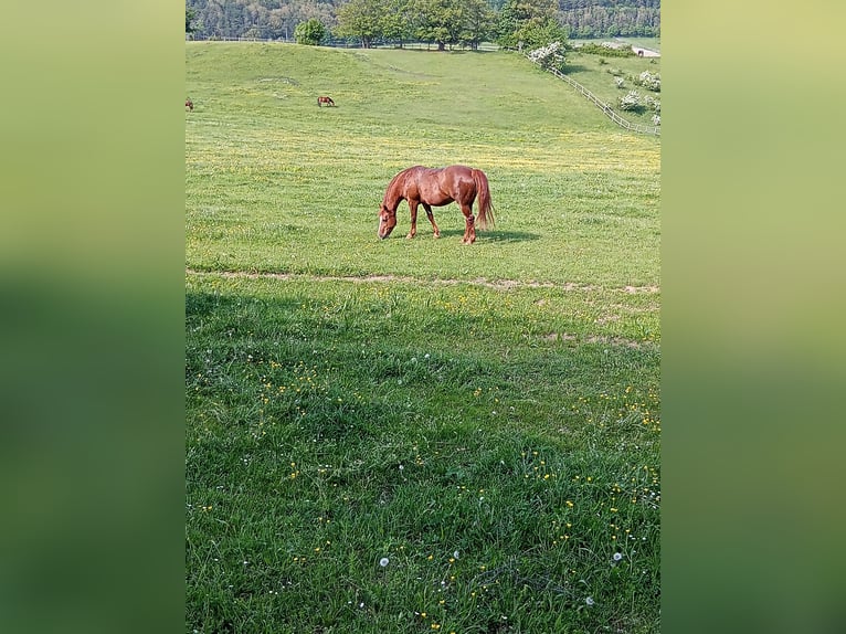 Más caballos centroeuropeos Yegua 28 años 158 cm Alazán in Heiligenkreuz