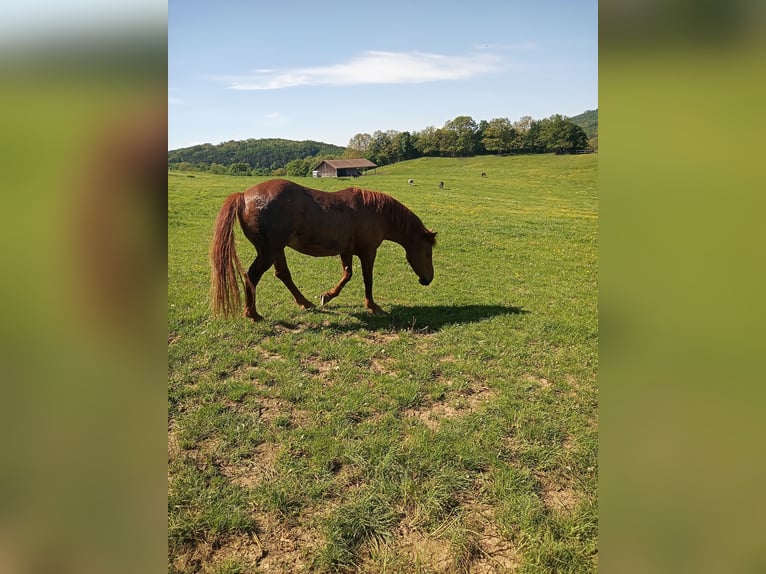Más caballos centroeuropeos Yegua 28 años 158 cm Alazán in Heiligenkreuz