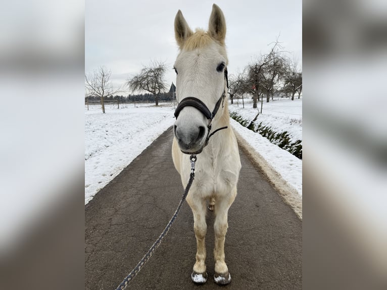 Más caballos centroeuropeos Yegua 29 años 158 cm Tordo in Aichtal