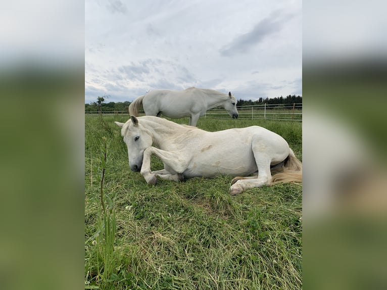 Más caballos centroeuropeos Yegua 29 años 158 cm Tordo in Aichtal