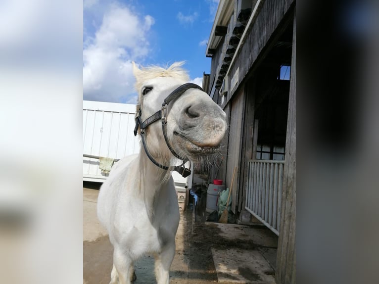 Más caballos centroeuropeos Yegua 29 años 158 cm Tordo in Aichtal