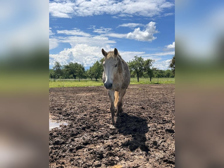 Más caballos centroeuropeos Yegua 29 años 158 cm Tordo in Aichtal