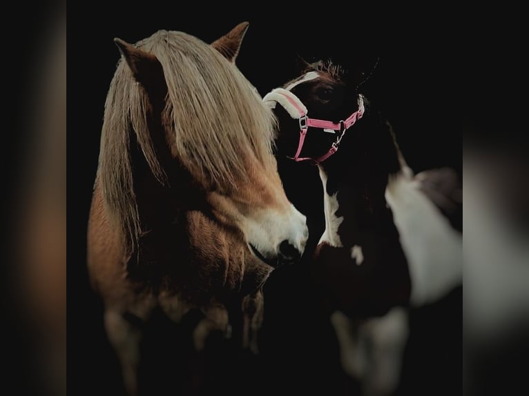 Más caballos centroeuropeos Mestizo Yegua 2 años 140 cm Pío in Dwingeloo