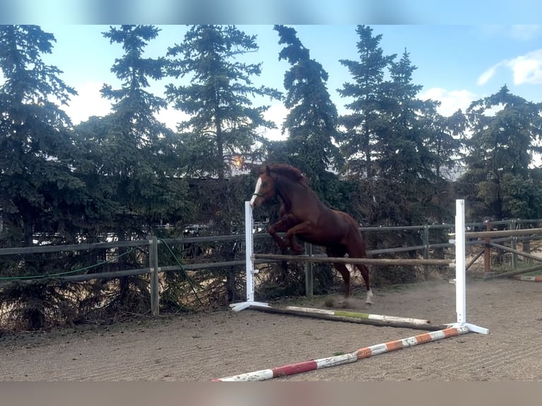 Más caballos centroeuropeos Yegua 2 años 154 cm Alazán-tostado in Red deer