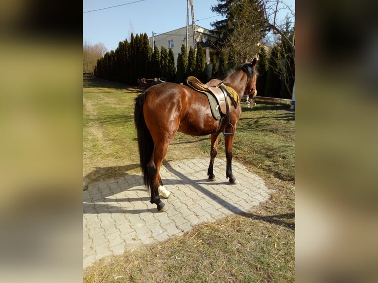 Más caballos centroeuropeos Yegua 2 años 155 cm Castaño in Pińczów