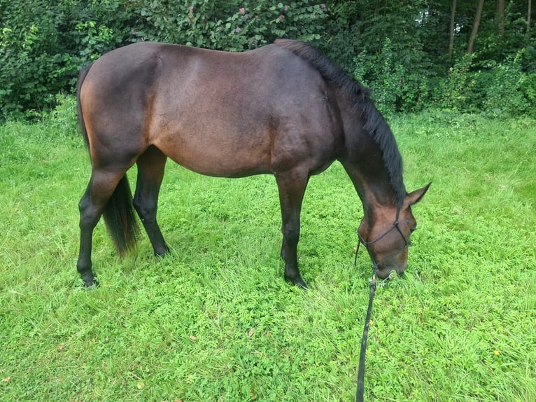Más caballos centroeuropeos Mestizo Yegua 2 años 157 cm Castaño in Rhauderfehn