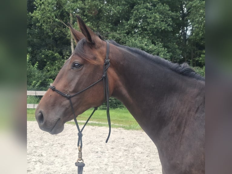Más caballos centroeuropeos Mestizo Yegua 2 años 157 cm Castaño oscuro in Rhauderfehn