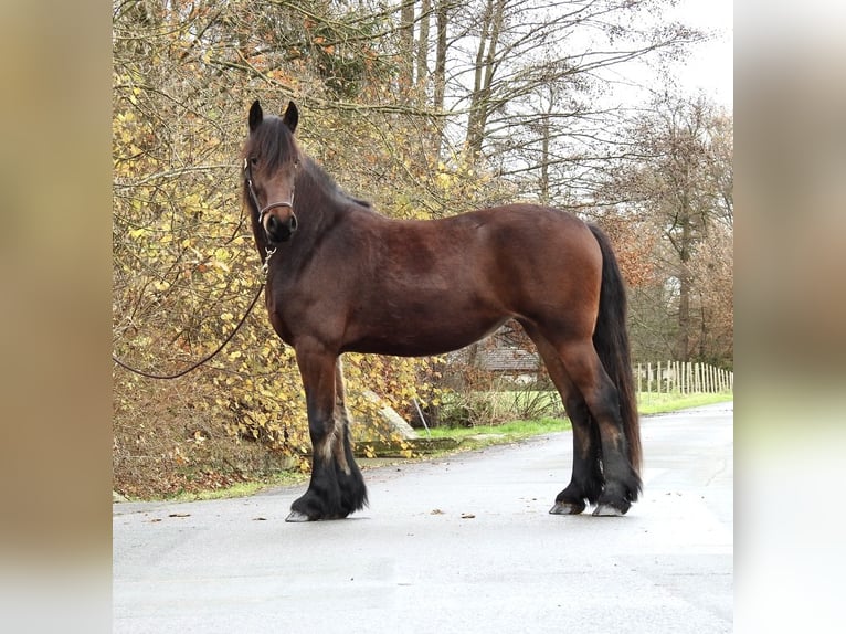 Más caballos centroeuropeos Yegua 2 años 158 cm Castaño oscuro in Verl