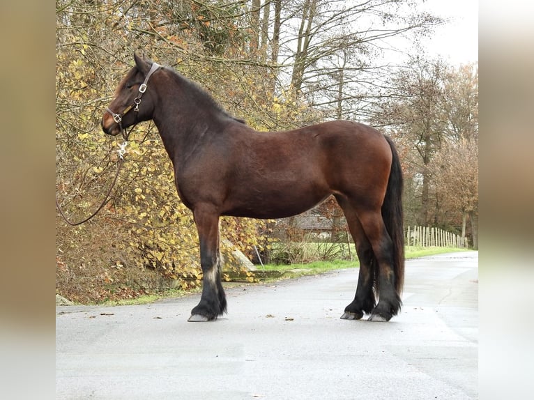 Más caballos centroeuropeos Yegua 2 años 158 cm Castaño oscuro in Verl