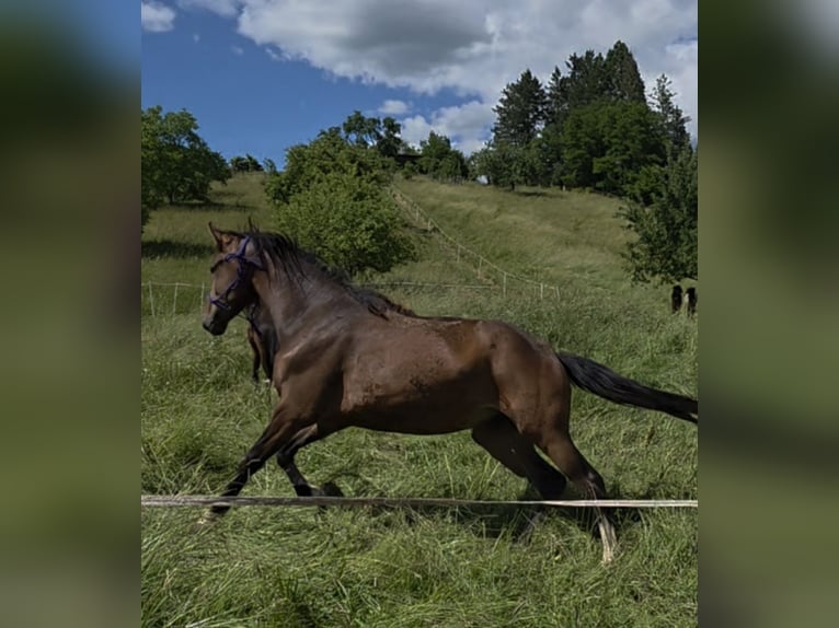 Más caballos centroeuropeos Yegua 2 años 165 cm Castaño in Haigerloch