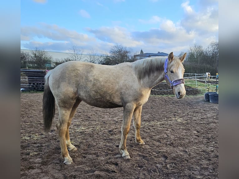 Más caballos centroeuropeos Yegua 2 años 165 cm Palomino in Bad Grund
