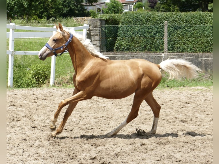 Más caballos centroeuropeos Yegua 2 años 167 cm Palomino in Borgentreich