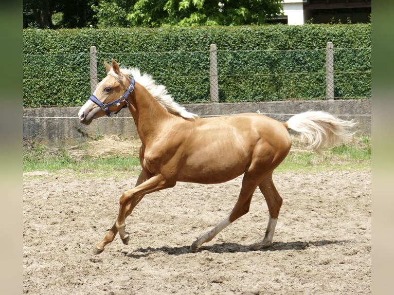 Más caballos centroeuropeos Yegua 2 años 167 cm Palomino in Borgentreich