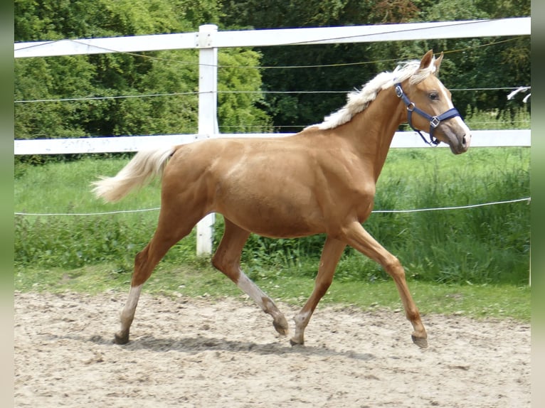 Más caballos centroeuropeos Yegua 2 años 167 cm Palomino in Borgentreich