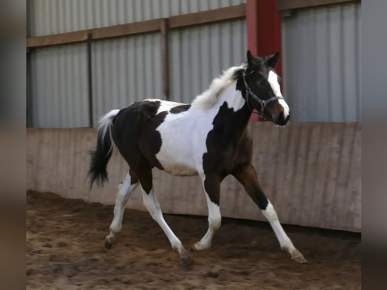 Más caballos centroeuropeos Yegua 2 años 168 cm Pío in Borgentreich