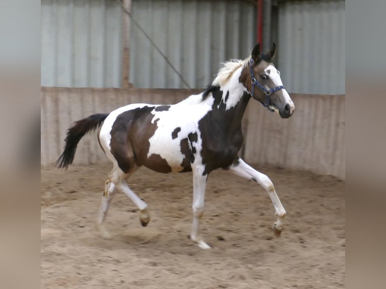 Más caballos centroeuropeos Yegua 2 años 168 cm Pío in Borgentreich