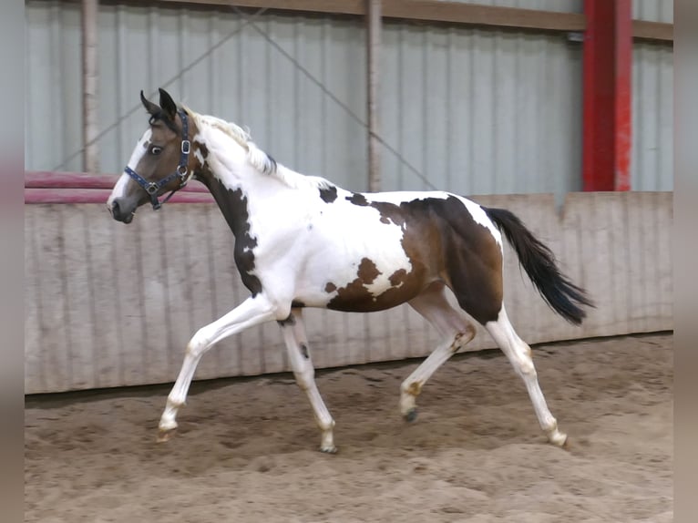 Más caballos centroeuropeos Yegua 2 años 168 cm Pío in Borgentreich