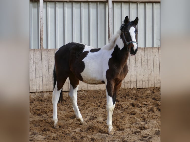 Más caballos centroeuropeos Yegua 2 años 168 cm Pío in Borgentreich