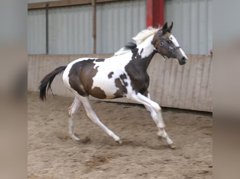 Más caballos centroeuropeos Yegua 2 años 168 cm Pío in Borgentreich