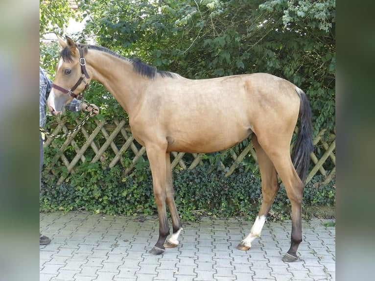 Más caballos centroeuropeos Yegua 2 años 170 cm Buckskin/Bayo in Borgentreich