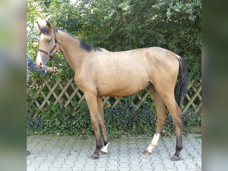 Más caballos centroeuropeos Yegua 2 años 170 cm Buckskin/Bayo in Borgentreich