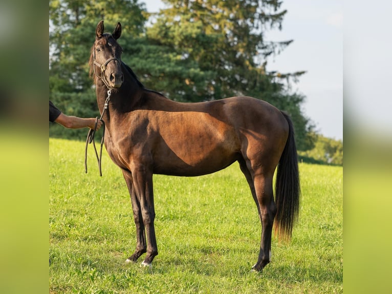 Más caballos centroeuropeos Yegua 2 años 170 cm Negro in Pfullendorf