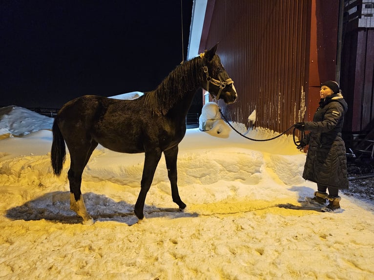 Más caballos centroeuropeos Yegua 2 años 170 cm Negro in slattum