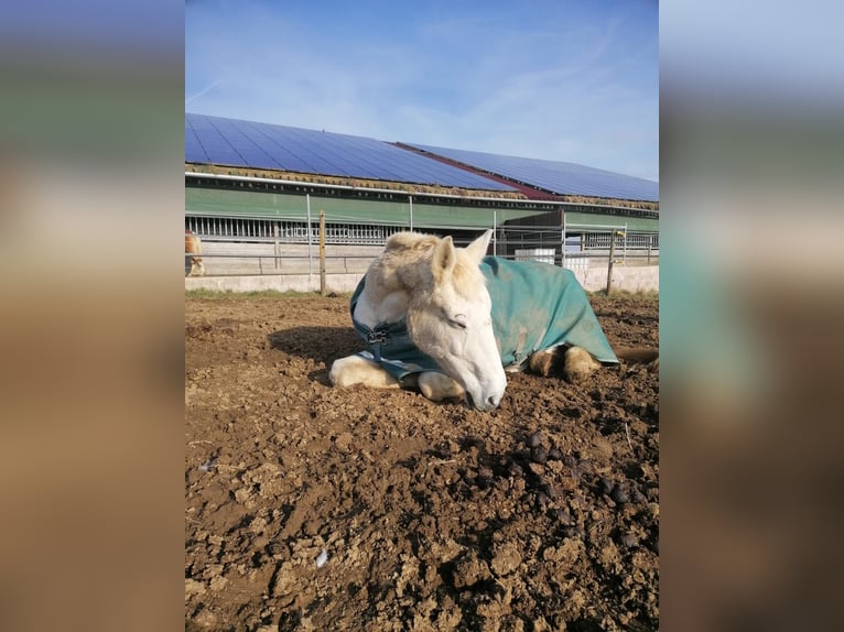 Más caballos centroeuropeos Yegua 30 años 158 cm Tordo in Aichtal