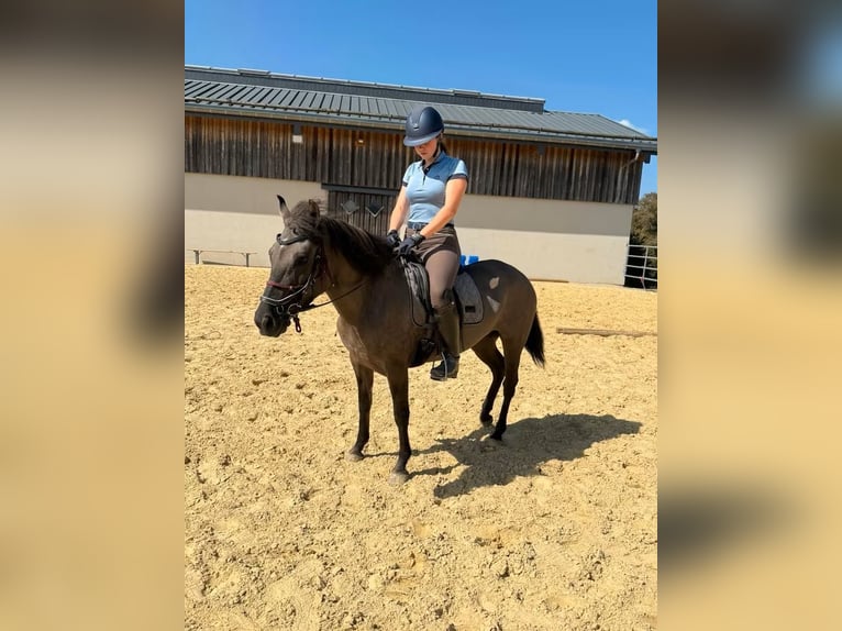 Más caballos centroeuropeos Yegua 3 años 138 cm  in Daleiden