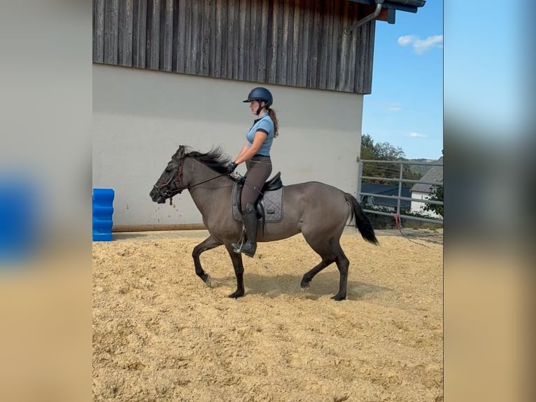 Más caballos centroeuropeos Yegua 3 años 138 cm  in Daleiden