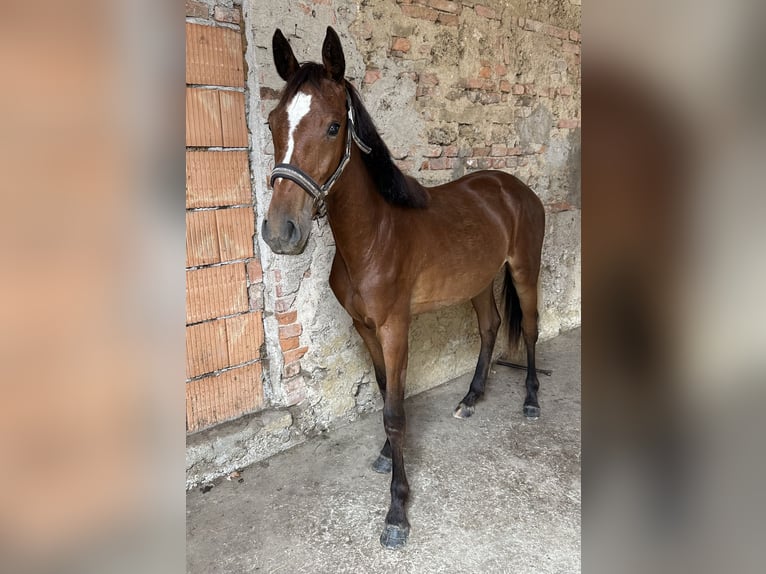 Más caballos centroeuropeos Yegua 3 años 148 cm Castaño in Schladming