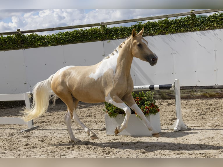 Más caballos centroeuropeos Yegua 3 años 149 cm Palomino in Waddinxveen