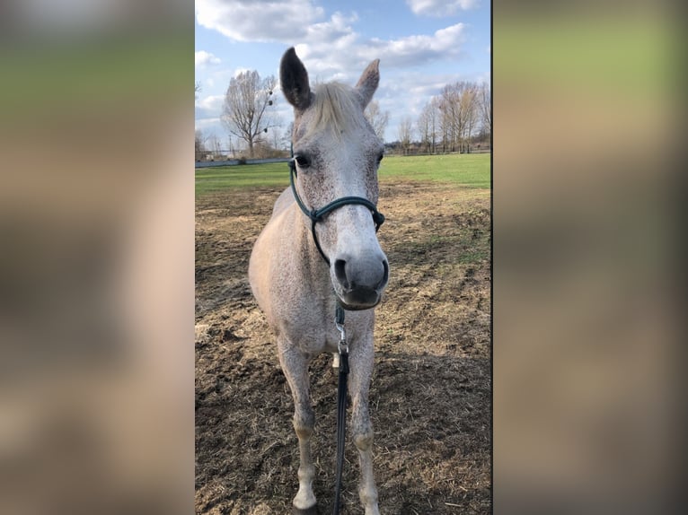 Más caballos centroeuropeos Mestizo Yegua 3 años 153 cm Tordo in Witnica