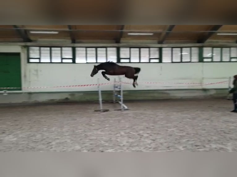 Más caballos centroeuropeos Mestizo Yegua 3 años 153 cm Tordo in Witnica