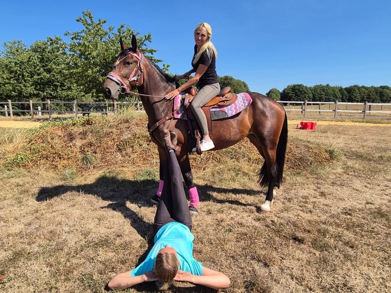 Más caballos centroeuropeos Yegua 3 años 156 cm Castaño in Linkenbach