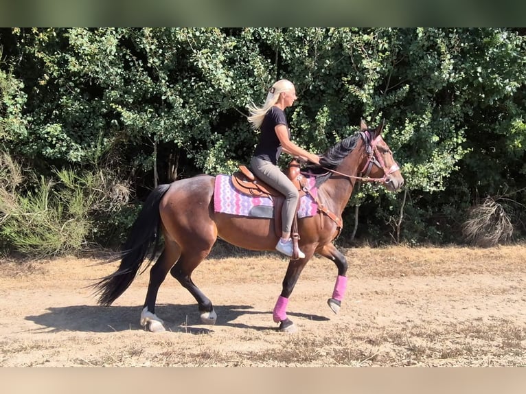 Más caballos centroeuropeos Yegua 3 años 156 cm Castaño in Linkenbach