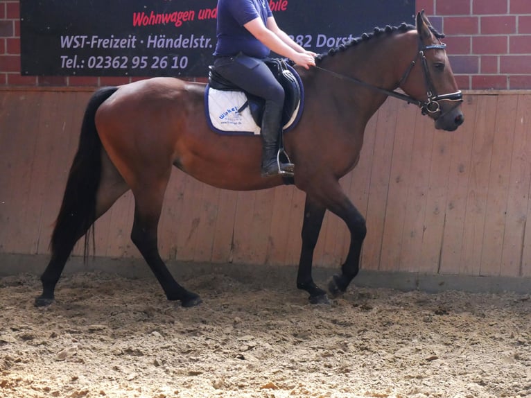 Más caballos centroeuropeos Yegua 3 años 158 cm in Dorsten