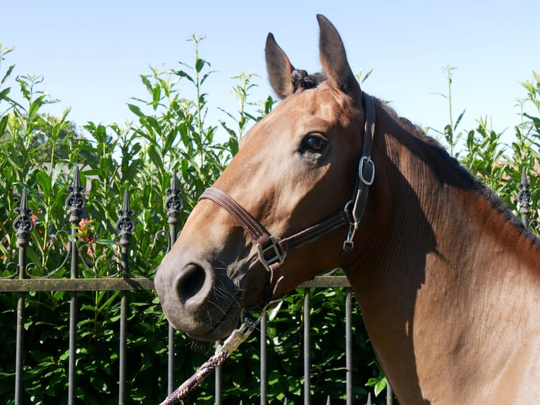 Más caballos centroeuropeos Yegua 3 años 158 cm in Dorsten