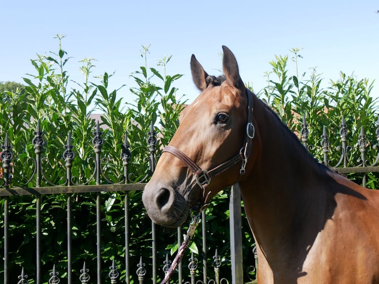 Más caballos centroeuropeos Yegua 3 años 158 cm in Dorsten