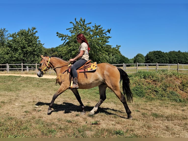 Más caballos centroeuropeos Yegua 3 años 158 cm Castaño in Linkenbach