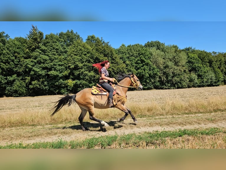 Más caballos centroeuropeos Yegua 3 años 158 cm Castaño in Linkenbach