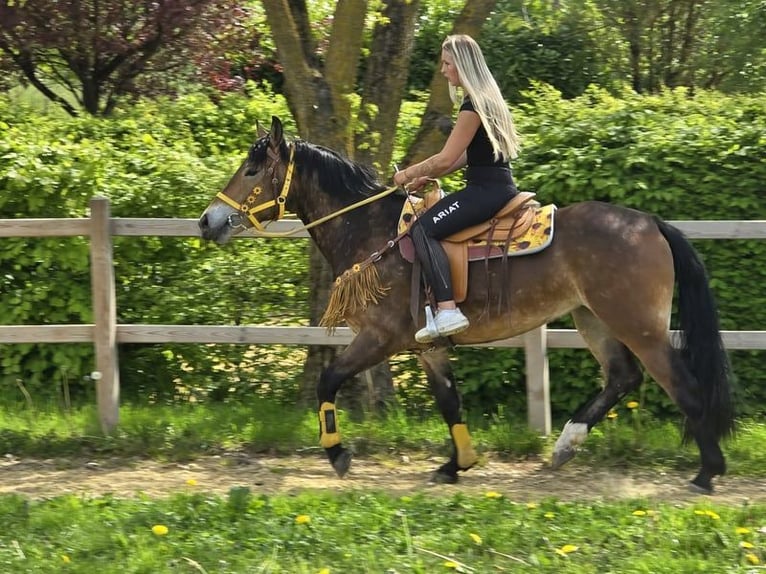 Más caballos centroeuropeos Yegua 3 años 158 cm Castaño in Linkenbach