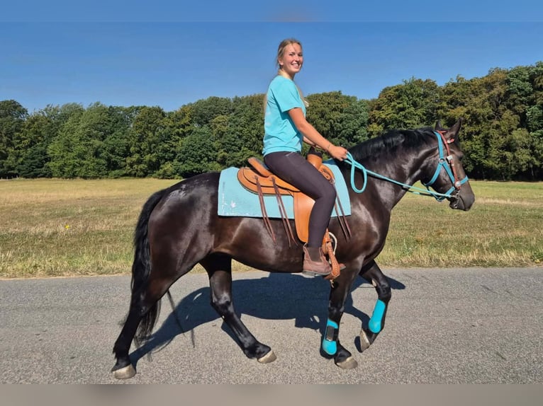 Más caballos centroeuropeos Yegua 3 años 158 cm Negro in Linkenbach