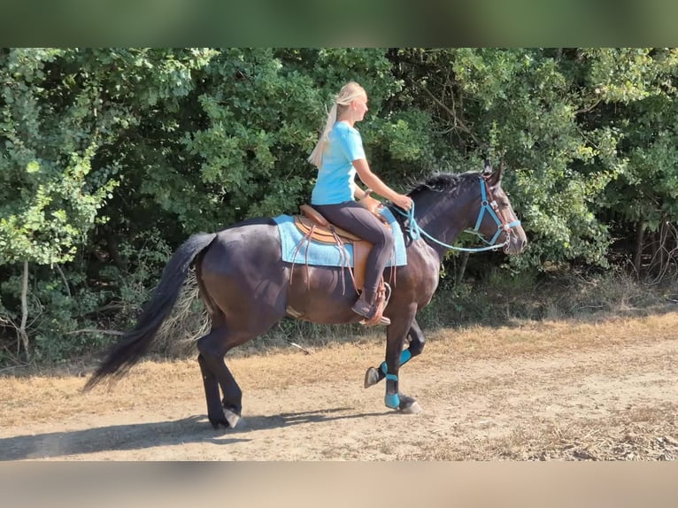 Más caballos centroeuropeos Yegua 3 años 158 cm Negro in Linkenbach