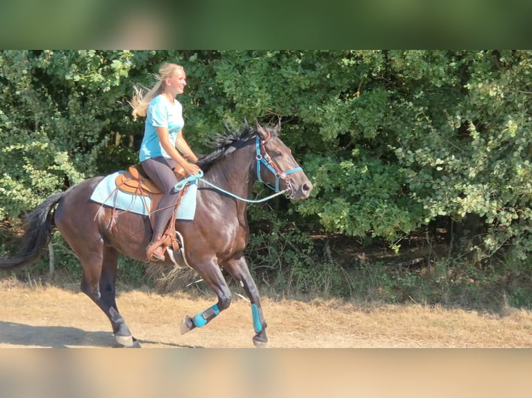 Más caballos centroeuropeos Yegua 3 años 158 cm Negro in Linkenbach