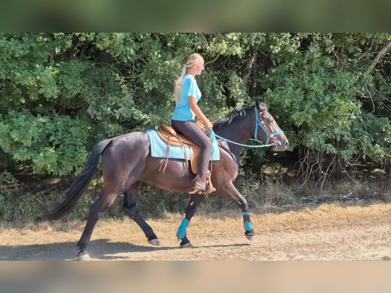 Más caballos centroeuropeos Yegua 3 años 158 cm Negro in Linkenbach