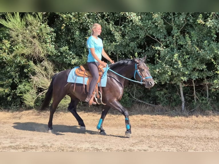 Más caballos centroeuropeos Yegua 3 años 158 cm Negro in Linkenbach
